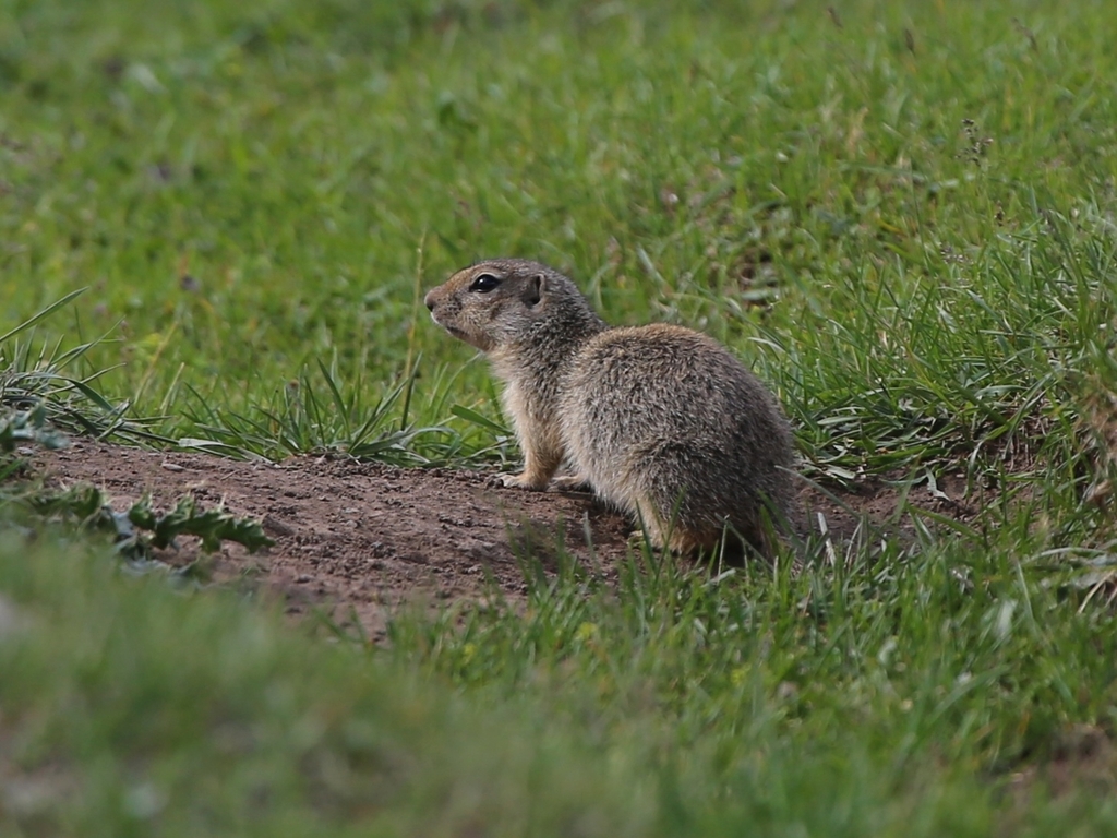 Relict Ground Squirrel