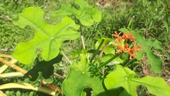 Jatropha podagrica