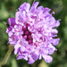 Scabiosa corsica - Photo (c) Quentin Scouflaire, alguns direitos reservados (CC BY-NC), uploaded by Quentin Scouflaire