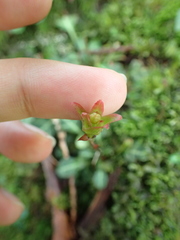 Shortia rotundifolia