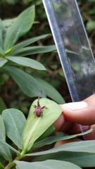Apoderinae