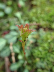 Shortia rotundifolia