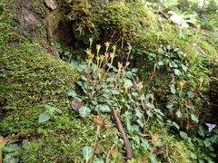 Shortia rotundifolia