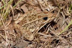 Lithobates sphenocephalus utricularius