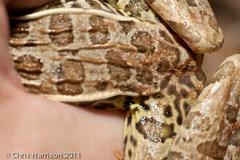 Lithobates sphenocephalus utricularius
