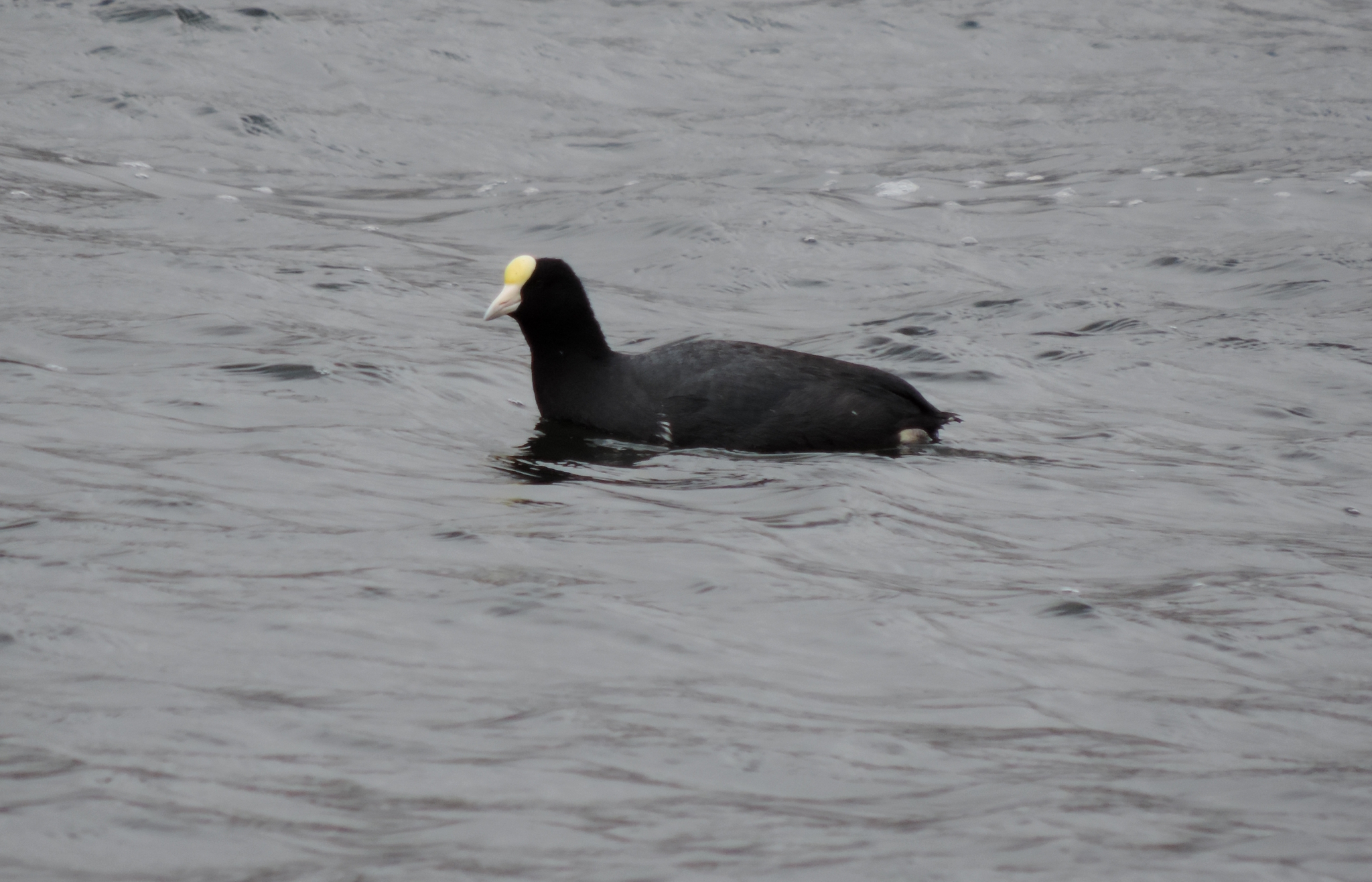Rallidae image