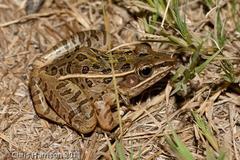 Lithobates sphenocephalus utricularius