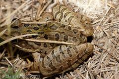 Lithobates sphenocephalus utricularius