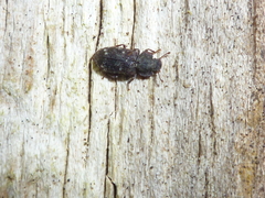Namunaria pacifica