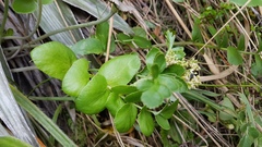 Gingidia montana