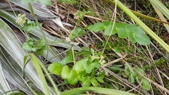 Gingidia montana