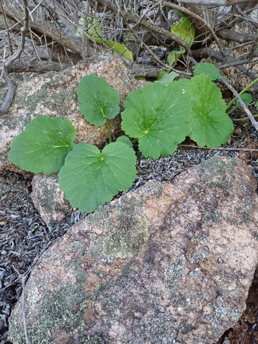 Pelargonium oblongatum 2