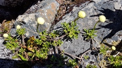 Leptinella pyrethrifolia