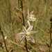 Chlorophytum recurvifolium - Photo (c) Casper van Zyl, algunos derechos reservados (CC BY-NC), subido por Casper van Zyl