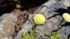 Leptinella pyrethrifolia