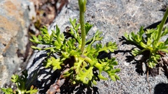 Leptinella pyrethrifolia