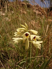 Eulophia welwitschii