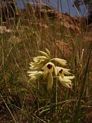 Eulophia welwitschii