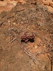 Anacampseros subnuda