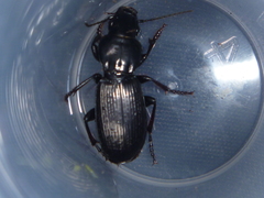 Holcaspis intermittens