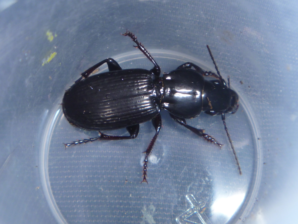 Holcaspis intermittens