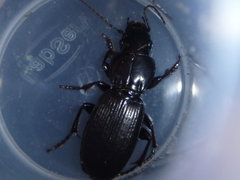 Holcaspis intermittens