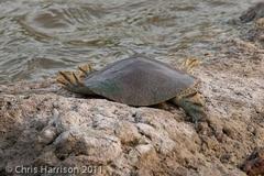 Apalone spinifera emoryi