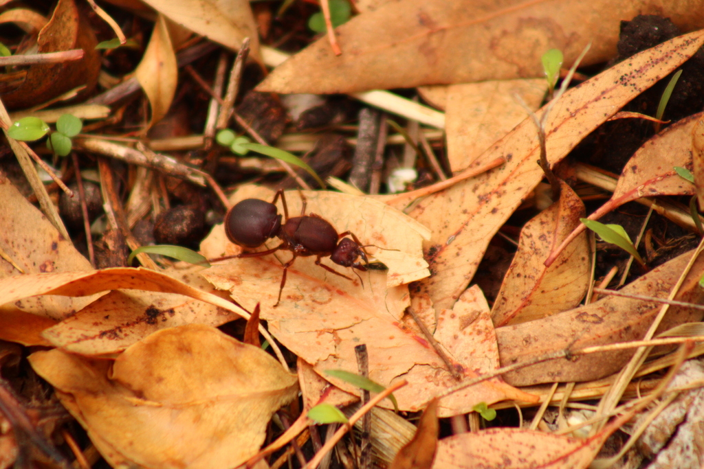 Chicatana Leafcutter Ant from C. El Chaco 3200, Providencia, 44630