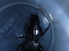 Holcaspis intermittens