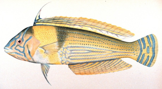 Light Colored Wrasse Fish