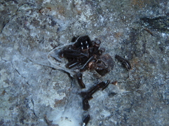 Porrhothele