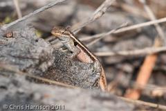 Sceloporus variabilis marmoratus