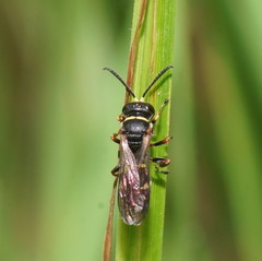 Austrogorytes spryi