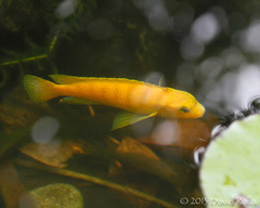 Pseudocrenilabrinae