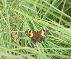 Tisiphone abeona albifascia