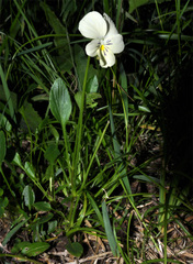 Viola disjuncta