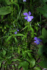 Viola disjuncta