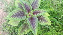 Amaranthus dubius