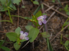 Torenia kinmenensis