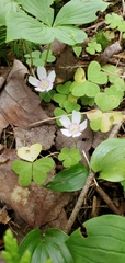 Oxalis montana image