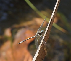 Eusynthemis brevistyla