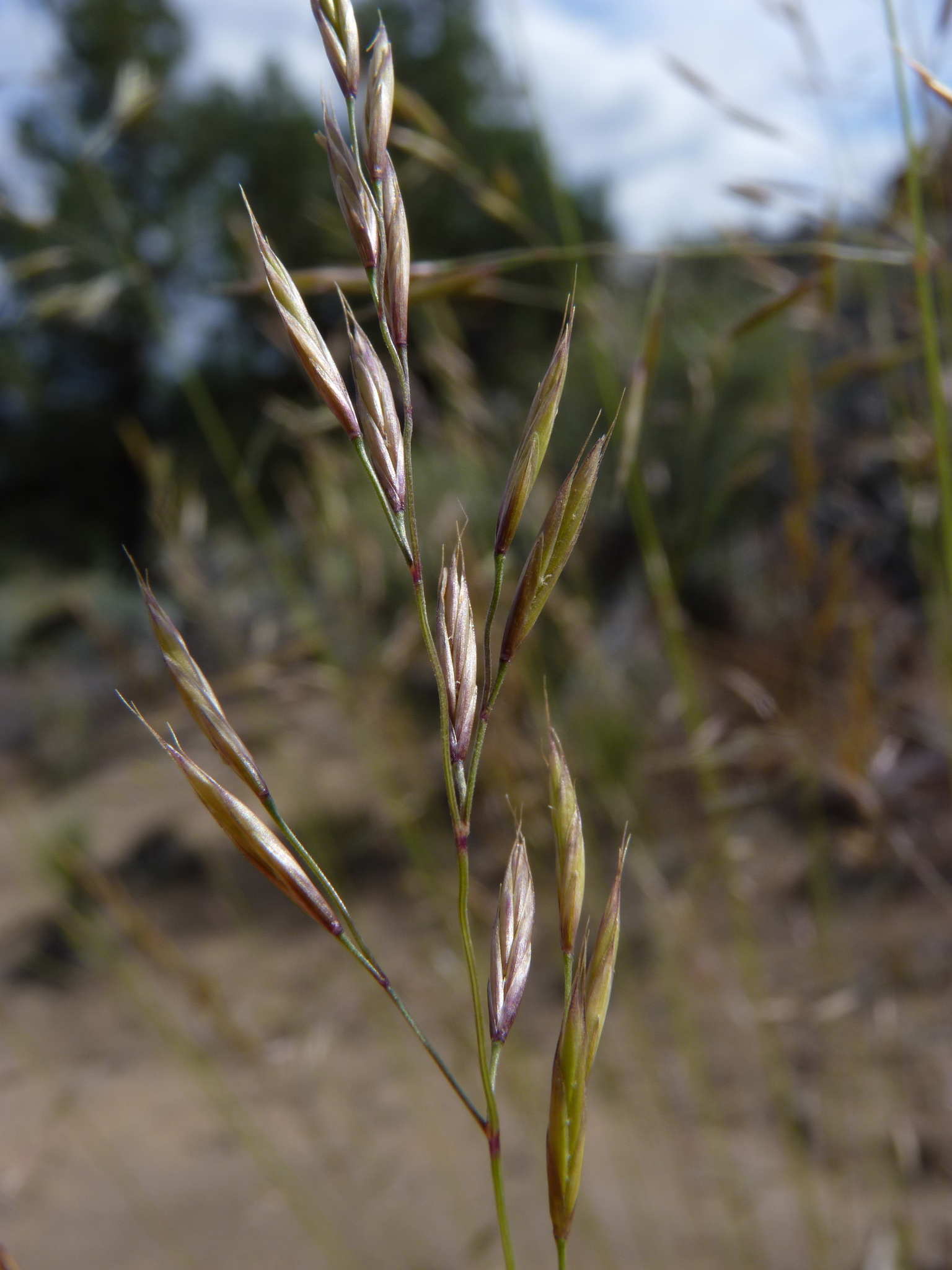 Festuca idahoensis
