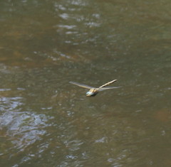 Notoaeschna sagittata