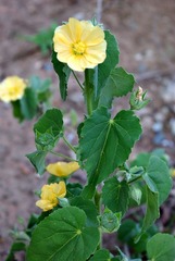 Abutilon austro-africanum