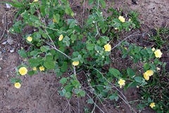 Abutilon austro-africanum