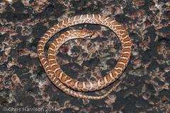 Arizona elegans elegans