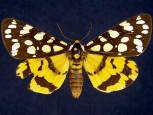 Ranchman's Tiger Moth