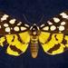 Ranchman's Tiger Moth - Photo (c) Jim Vargo at Moth Photographers Group, some rights reserved (CC BY-NC-SA)