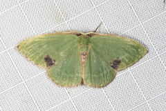 Idiochroa celidota