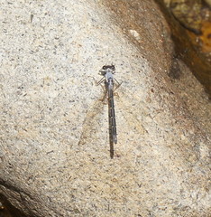 Austroargiolestes calcaris